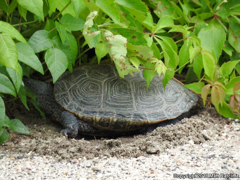 Northern Diamond-backed Terrapin (Malaclemys terrapin terrapin)