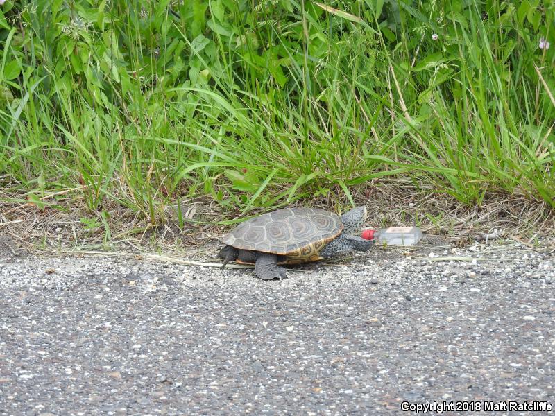 Northern Diamond-backed Terrapin (Malaclemys terrapin terrapin)