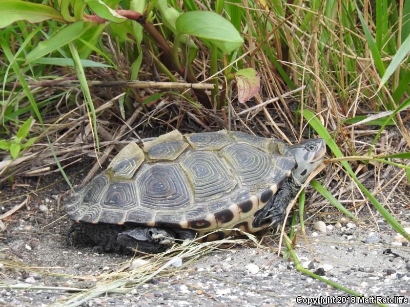 Northern Diamond-backed Terrapin (Malaclemys terrapin terrapin)