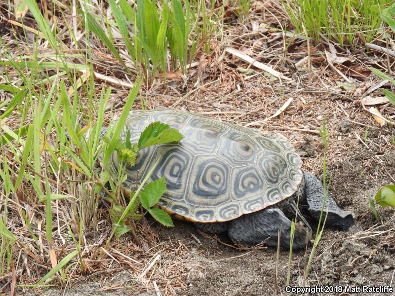 Northern Diamond-backed Terrapin (Malaclemys terrapin terrapin)