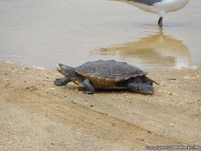 Northern Diamond-backed Terrapin (Malaclemys terrapin terrapin)