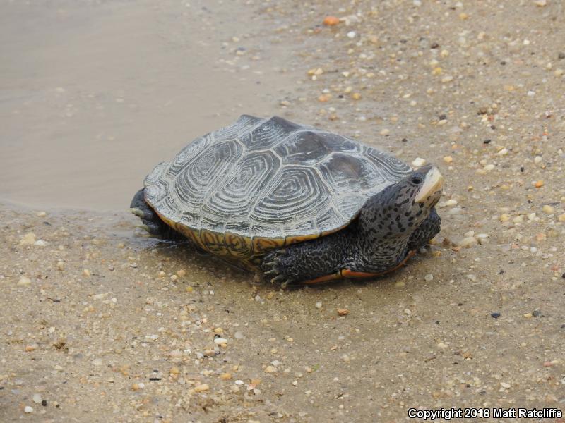 Northern Diamond-backed Terrapin (Malaclemys terrapin terrapin)