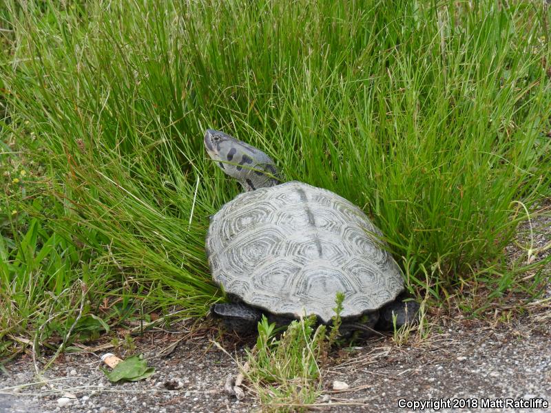 Northern Diamond-backed Terrapin (Malaclemys terrapin terrapin)