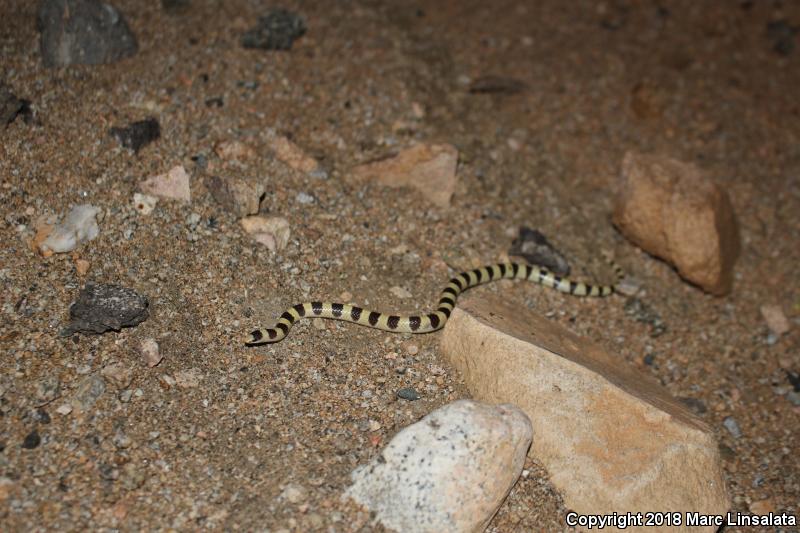 Mojave Shovel-nosed Snake (Chionactis occipitalis occipitalis)