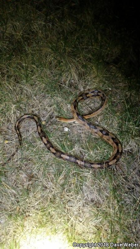 Northern Trans-Pecos Rat Snake (Bogertophis subocularis subocularis)