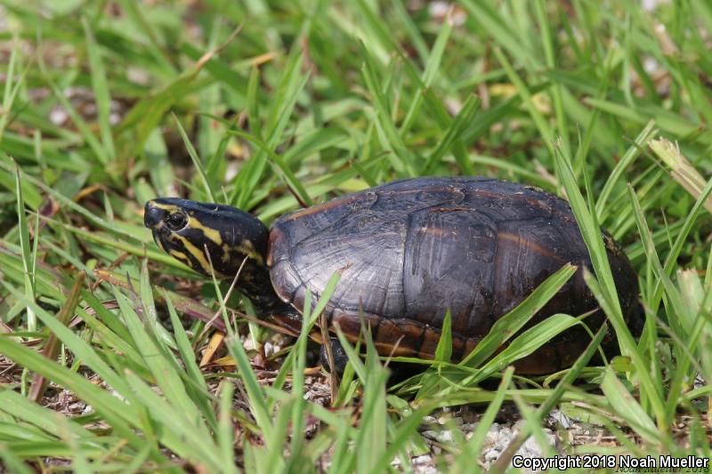 Striped Mud Turtle (Kinosternon baurii)