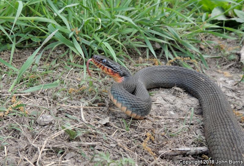 Copper-bellied Watersnake (Nerodia erythrogaster neglecta)