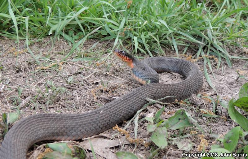 Copper-bellied Watersnake (Nerodia erythrogaster neglecta)