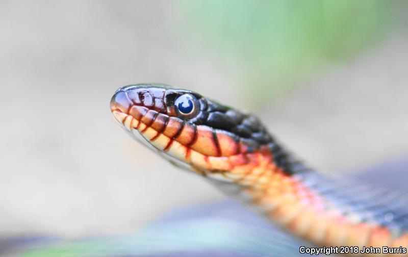 Copper-bellied Watersnake (Nerodia erythrogaster neglecta)