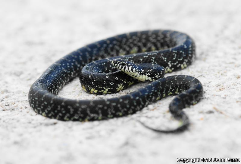 Black Kingsnake (Lampropeltis getula nigra)