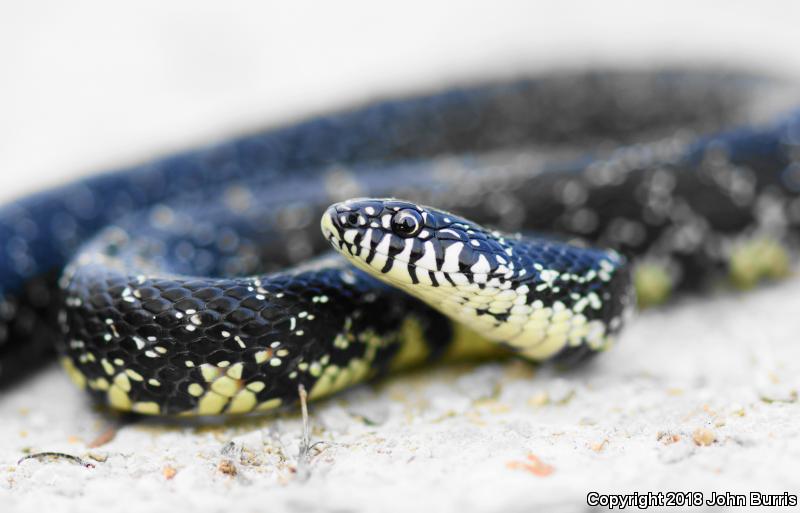 Black Kingsnake (Lampropeltis getula nigra)