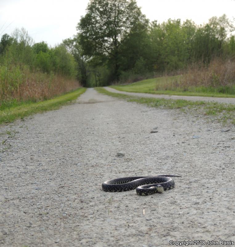 Black Kingsnake (Lampropeltis getula nigra)