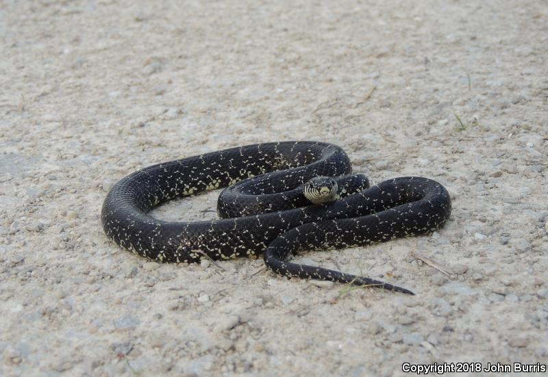 Black Kingsnake (Lampropeltis getula nigra)