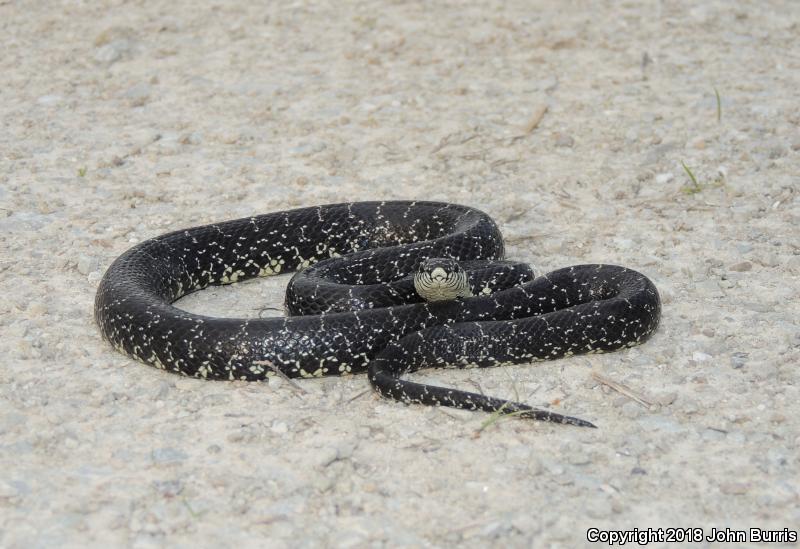 Black Kingsnake (Lampropeltis getula nigra)