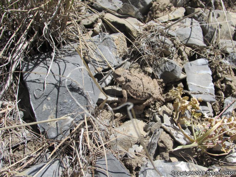 Hernandez's Short-horned Lizard (Phrynosoma hernandesi hernandesi)