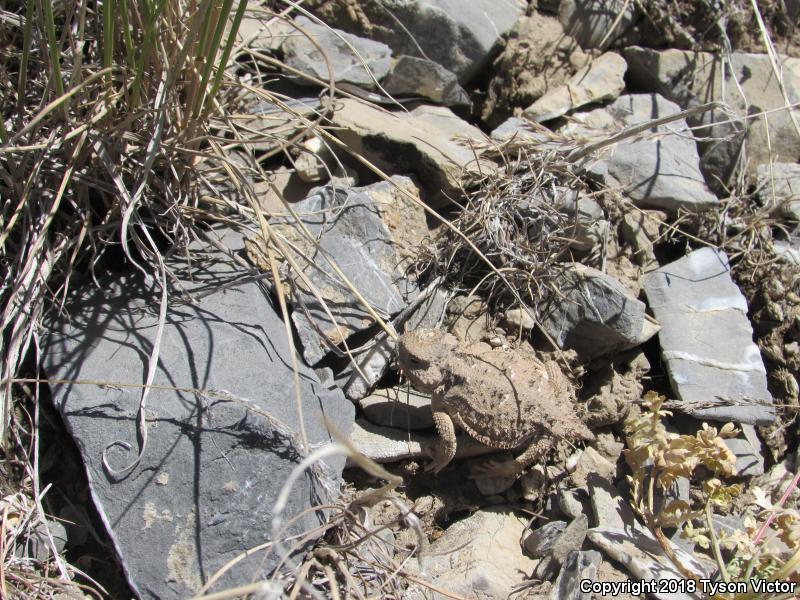 Hernandez's Short-horned Lizard (Phrynosoma hernandesi hernandesi)