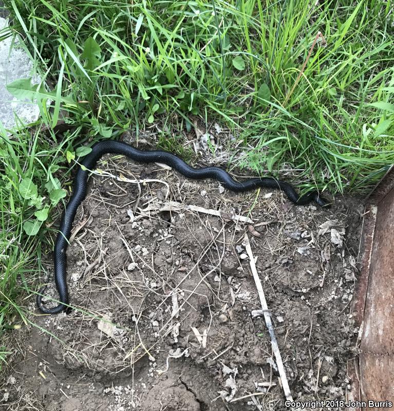 Black Kingsnake (Lampropeltis getula nigra)