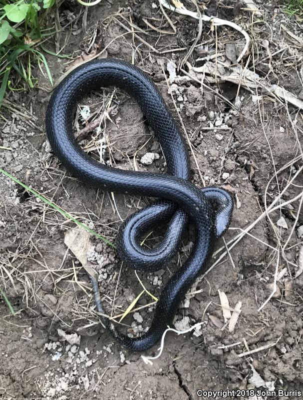 Black Kingsnake (Lampropeltis getula nigra)