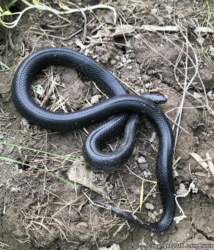 Black Kingsnake (Lampropeltis getula nigra)