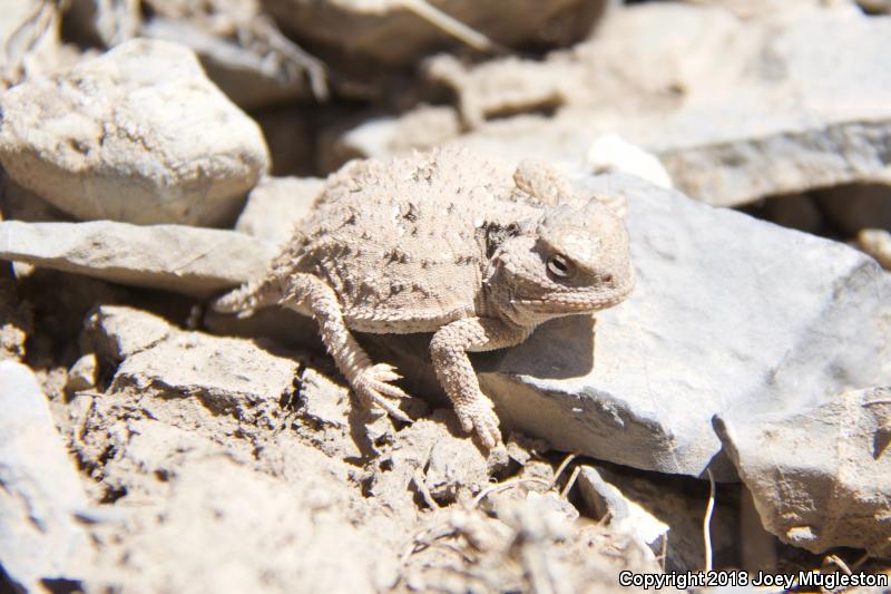 Hernandez's Short-horned Lizard (Phrynosoma hernandesi hernandesi)