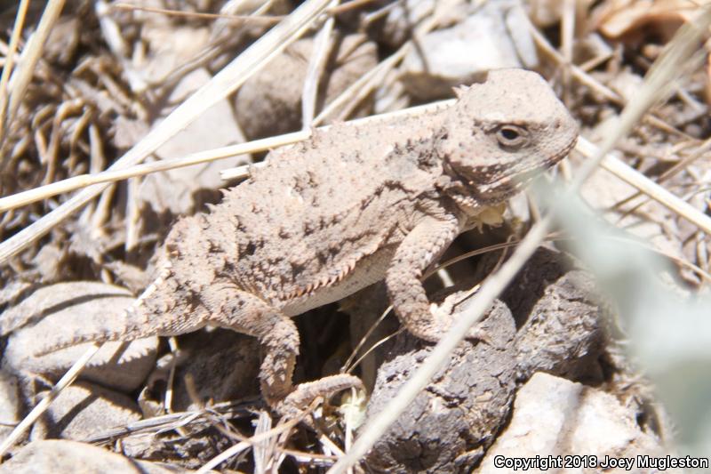 Hernandez's Short-horned Lizard (Phrynosoma hernandesi hernandesi)