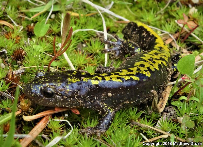 Southern Long-toed Salamander (Ambystoma macrodactylum sigillatum)