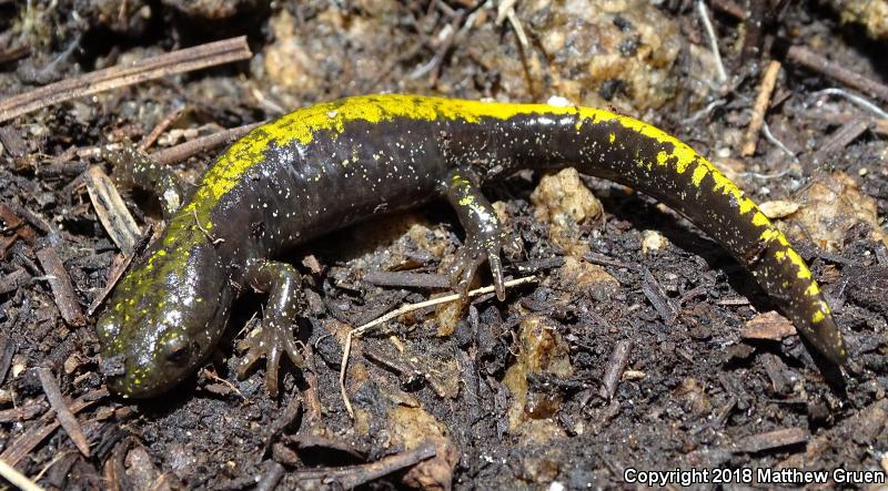 Southern Long-toed Salamander (Ambystoma macrodactylum sigillatum)