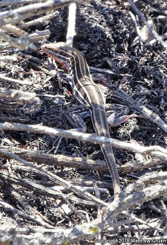 Belding's Orange-throated Whiptail (Aspidoscelis hyperythra beldingi)