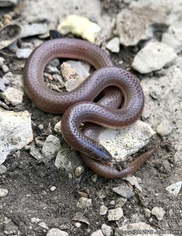 Midwestern Wormsnake (Carphophis amoenus helenae)