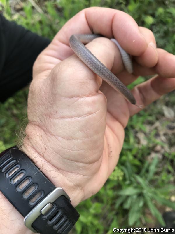 Midwestern Wormsnake (Carphophis amoenus helenae)