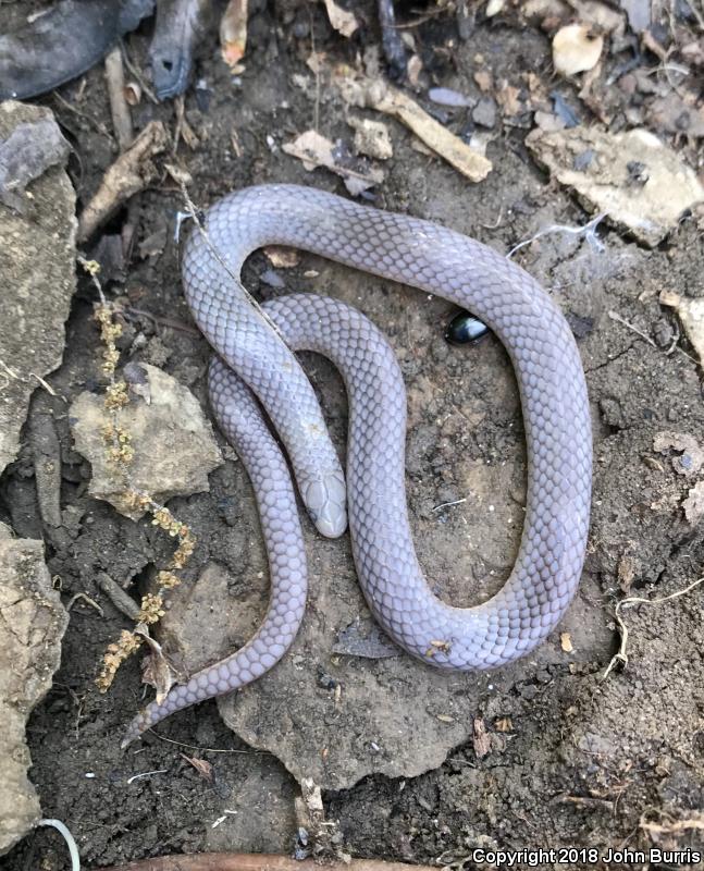 Midwestern Wormsnake (Carphophis amoenus helenae)