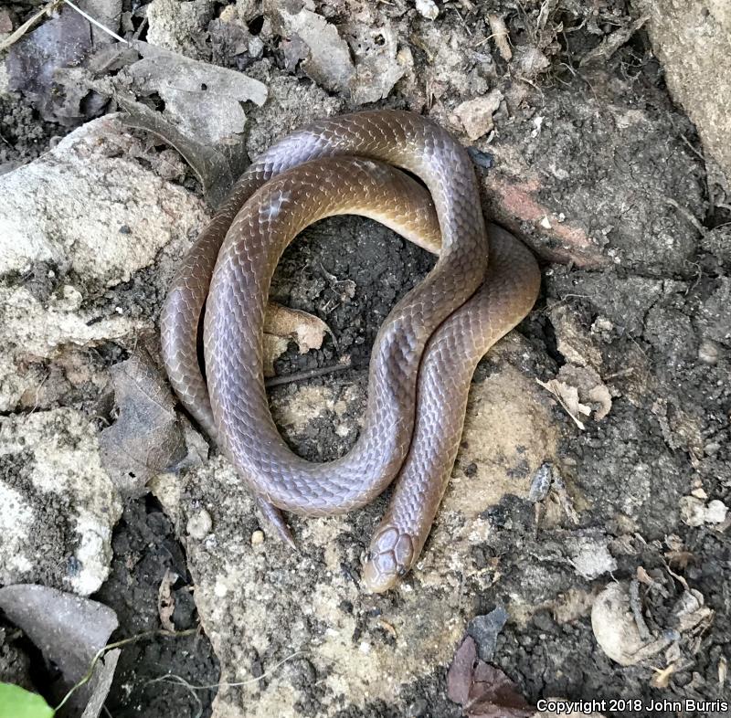 Midwestern Wormsnake (Carphophis amoenus helenae)