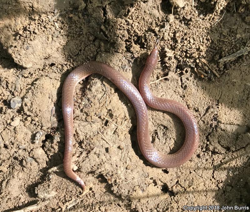 Midwestern Wormsnake (Carphophis amoenus helenae)