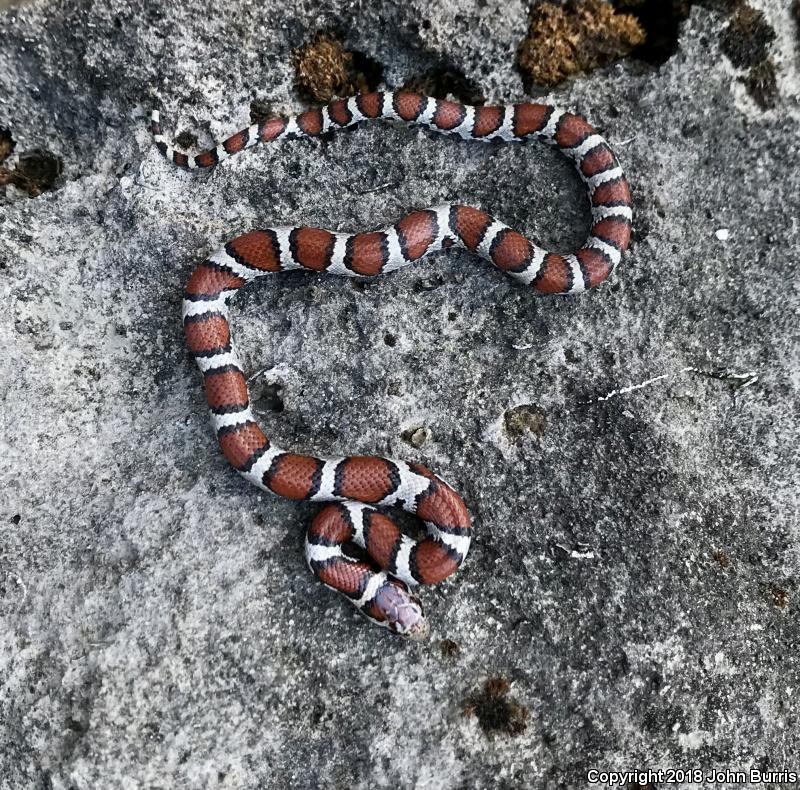 Red Milksnake (Lampropeltis triangulum syspila)