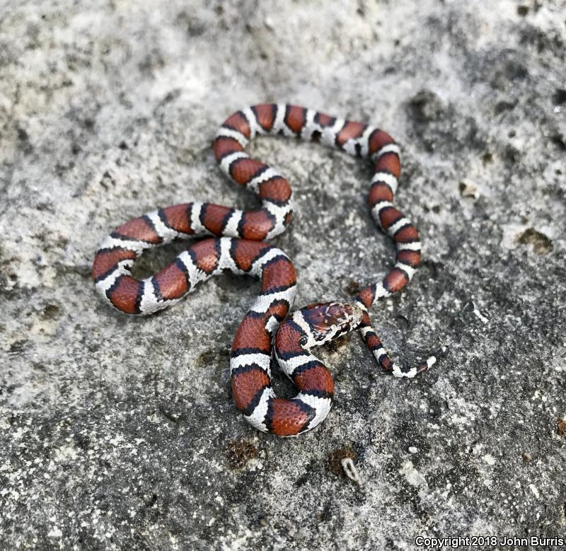 Red Milksnake (Lampropeltis triangulum syspila)