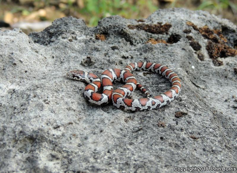 Red Milksnake (Lampropeltis triangulum syspila)