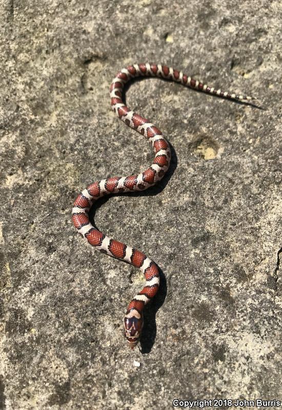 Red Milksnake (Lampropeltis triangulum syspila)