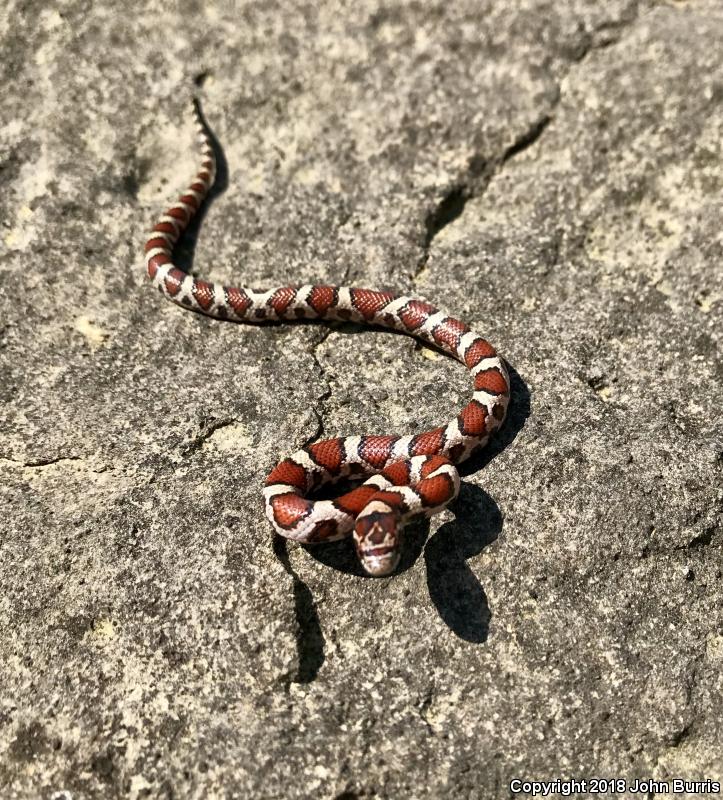 Red Milksnake (Lampropeltis triangulum syspila)