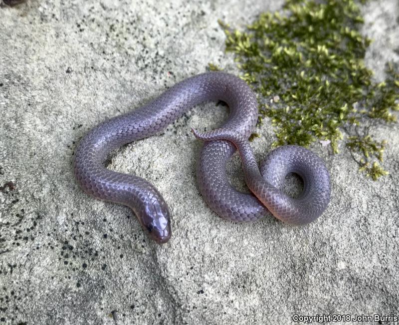 Midwestern Wormsnake (Carphophis amoenus helenae)