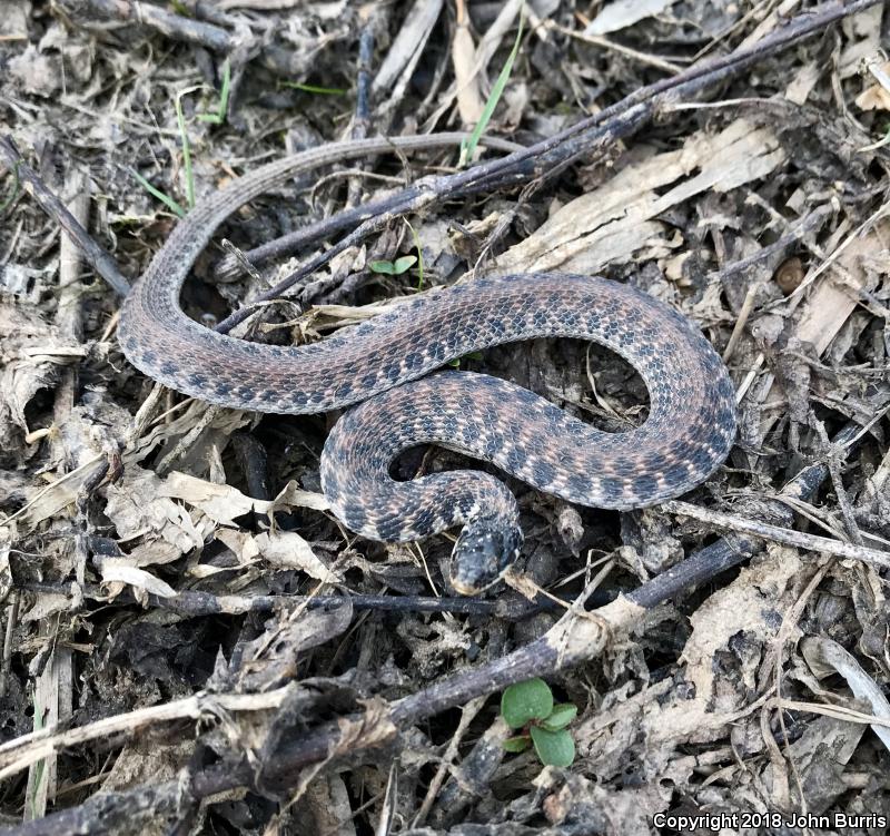 Kirtland's Snake (Clonophis kirtlandii)