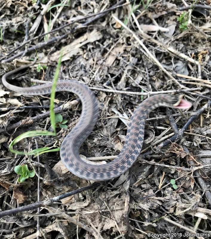 Kirtland's Snake (Clonophis kirtlandii)