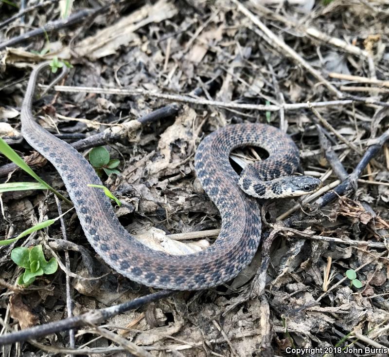 Kirtland's Snake (Clonophis kirtlandii)