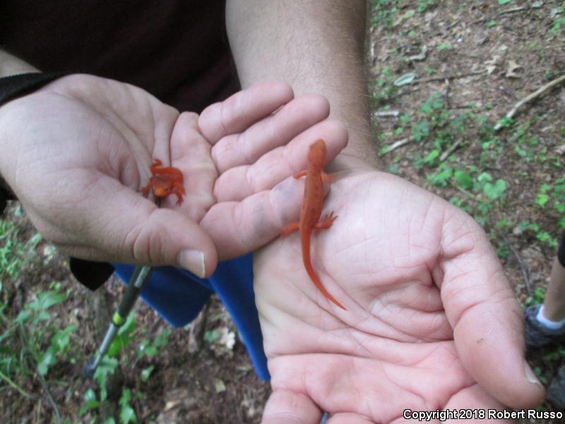 Red-Spotted Newt (Notophthalmus viridescens viridescens)