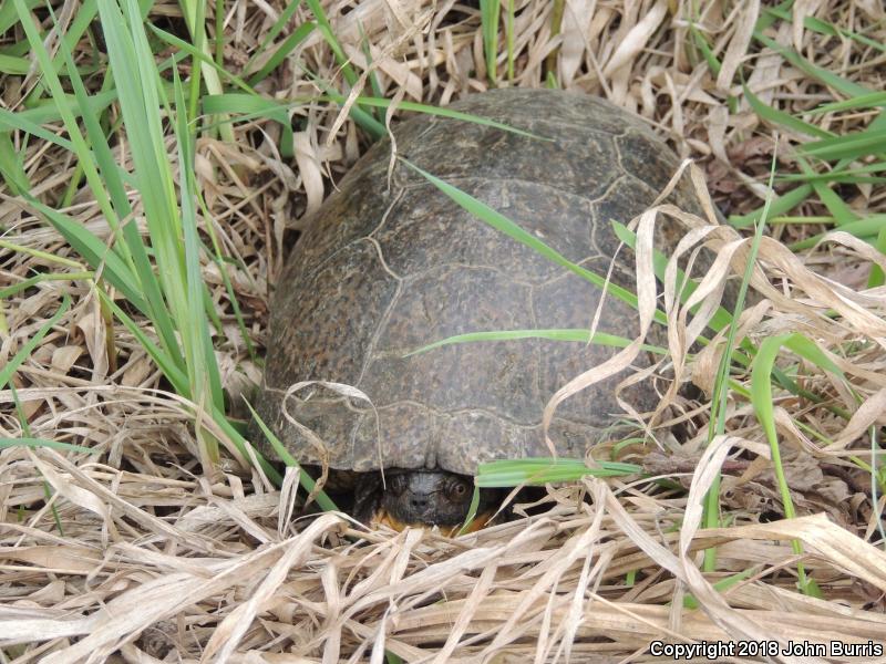 Blanding's Turtle (Emydoidea blandingii)