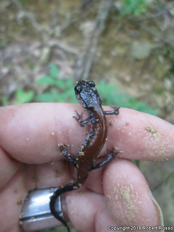 Yonahlossee Salamander (Plethodon yonahlossee)