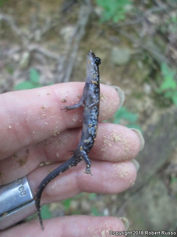 Yonahlossee Salamander (Plethodon yonahlossee)