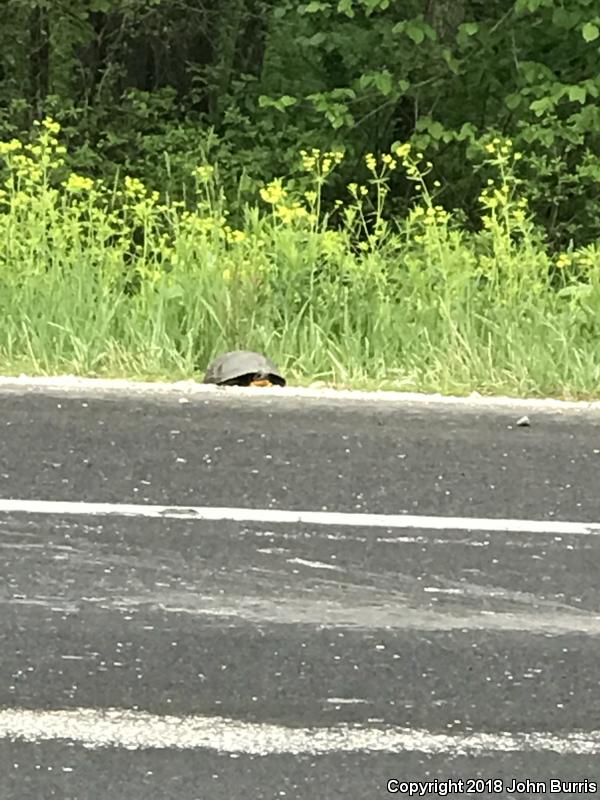 Blanding's Turtle (Emydoidea blandingii)