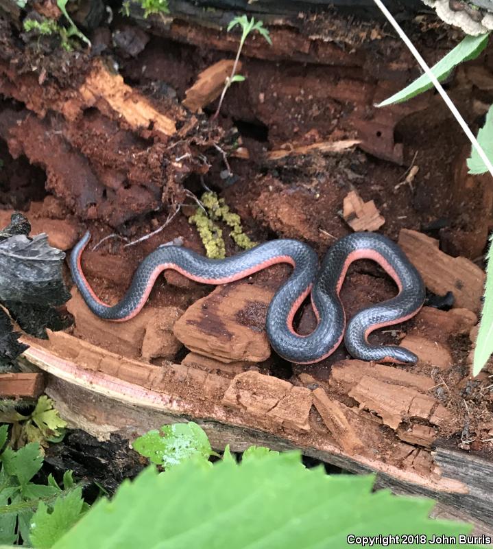 Western Wormsnake (Carphophis vermis)