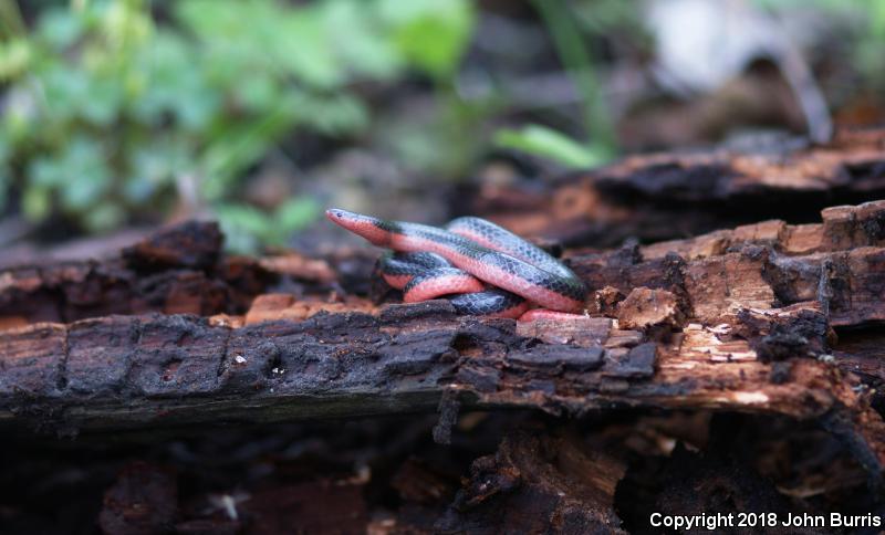 Western Wormsnake (Carphophis vermis)