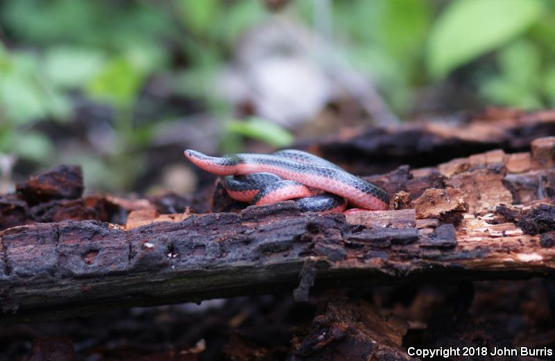 Western Wormsnake (Carphophis vermis)